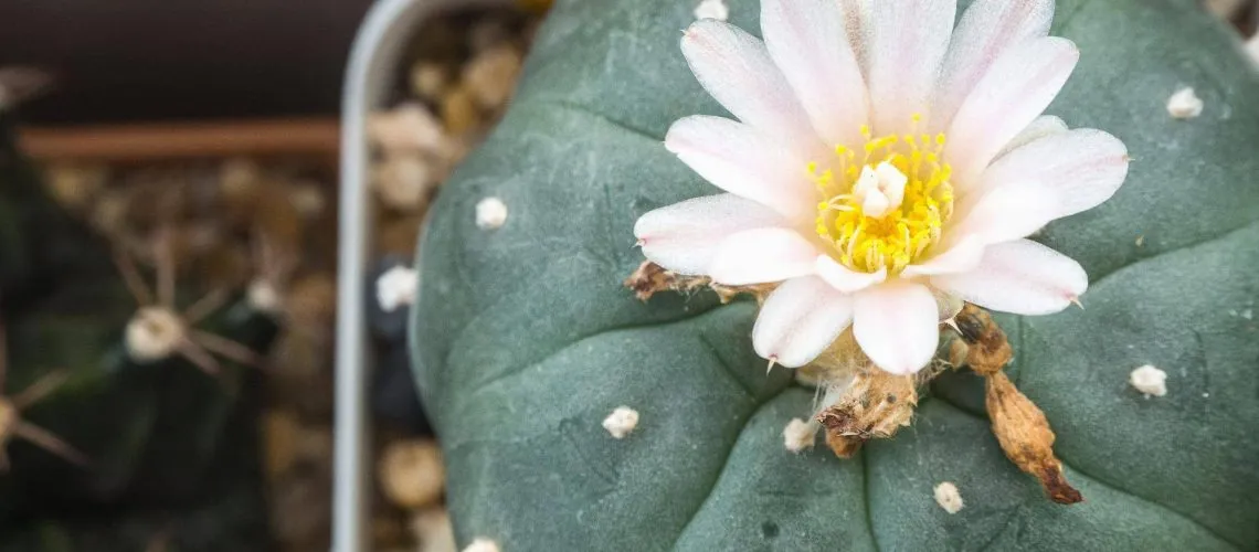 Tratamiento Adicción Mescalina - Malaga